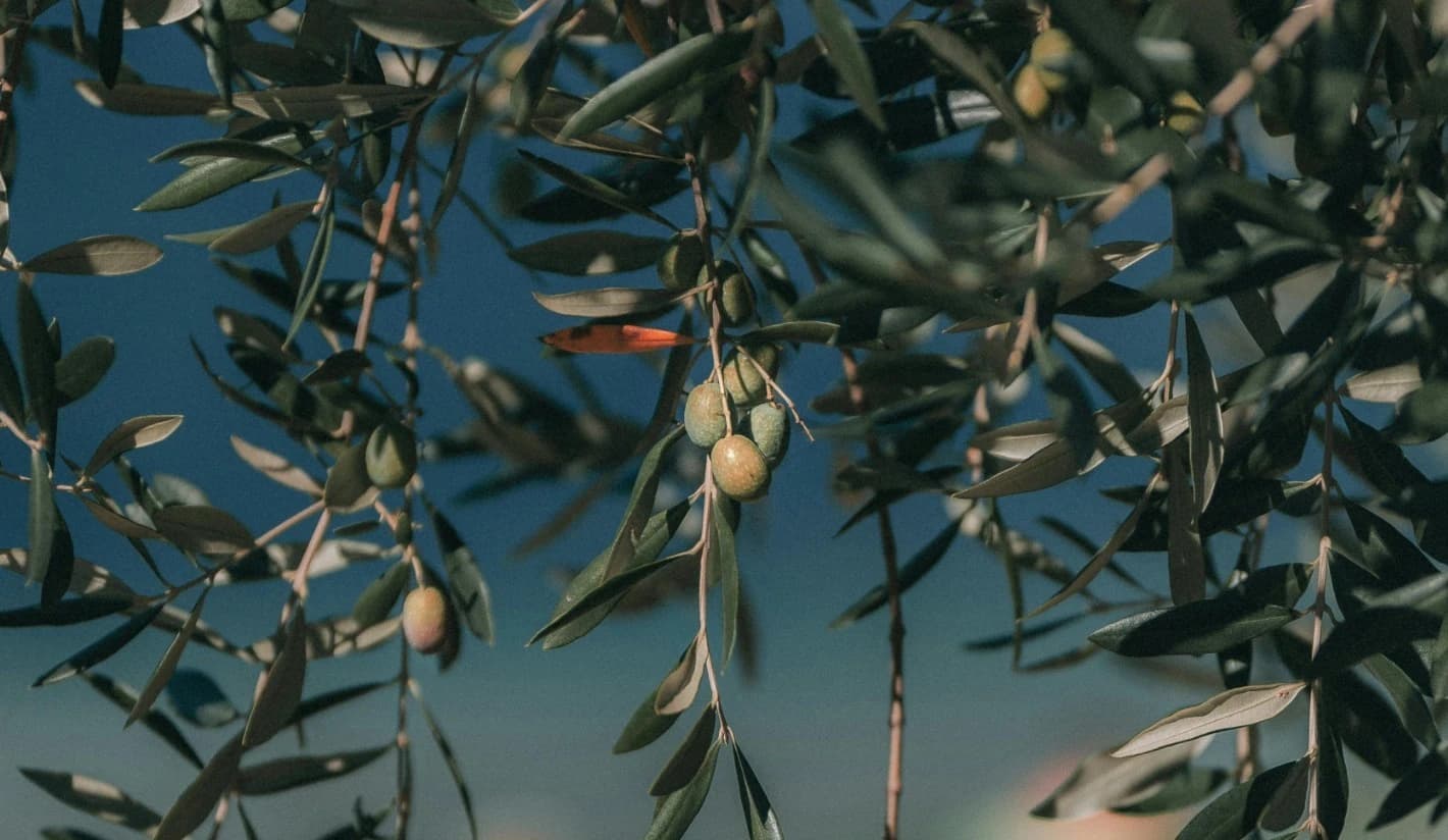 Rami di ulivo nel paesaggio naturale intorno al Centro Studi Bahá’í